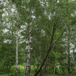 Betula pendula var. obscura